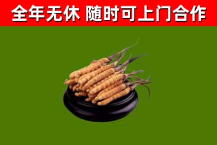 呼图壁县回收冬虫夏草