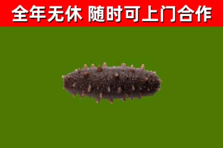 呼图壁县回收海参干